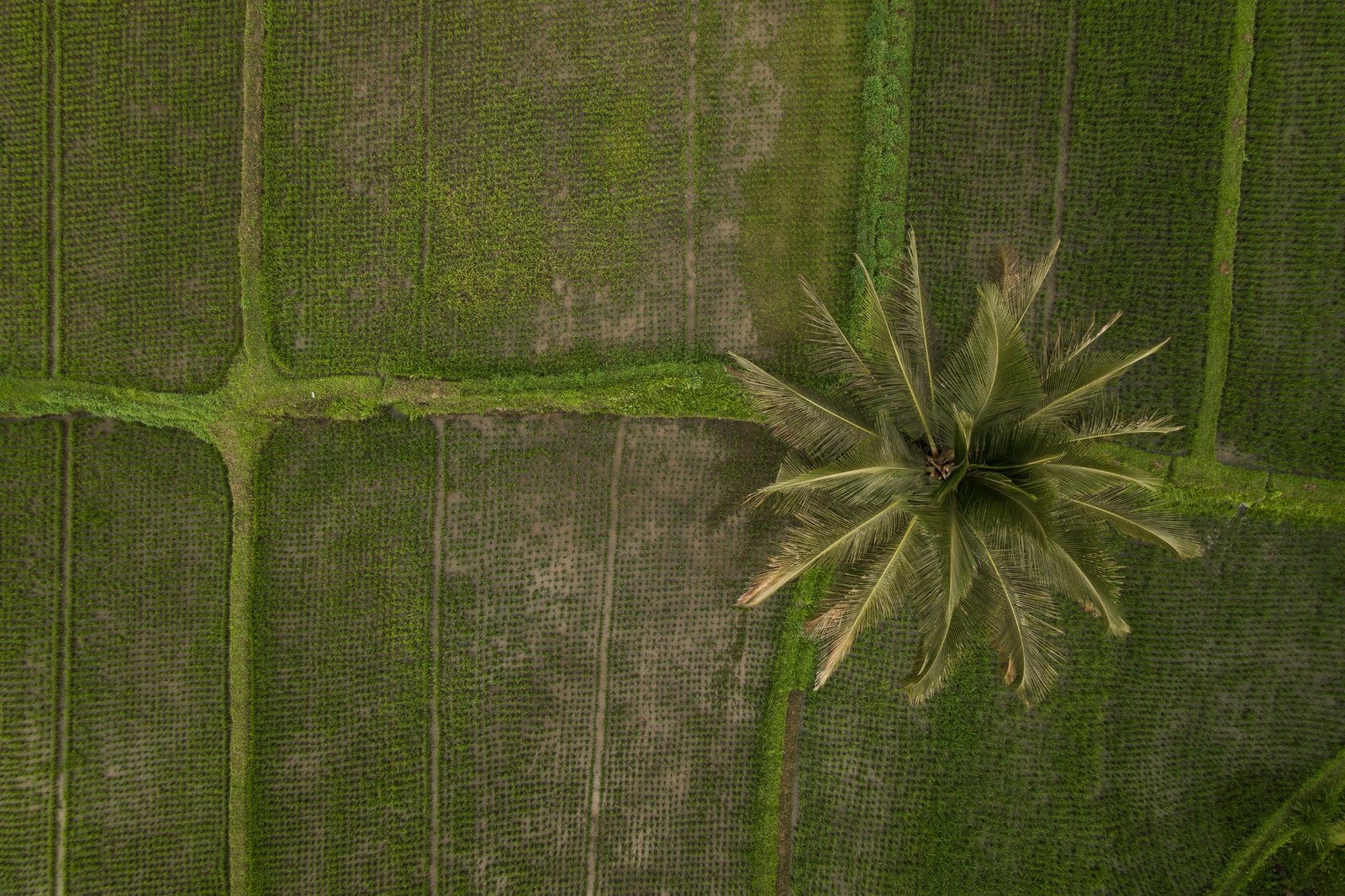 land overview drone