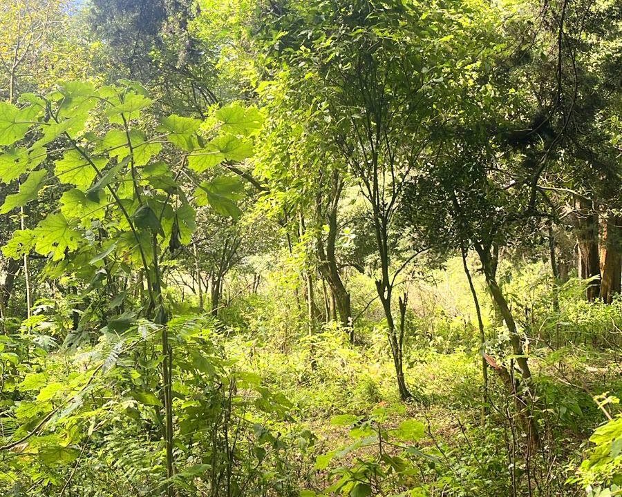 Terreno en San Lucas, Santiago Sacatepéquez (3)
