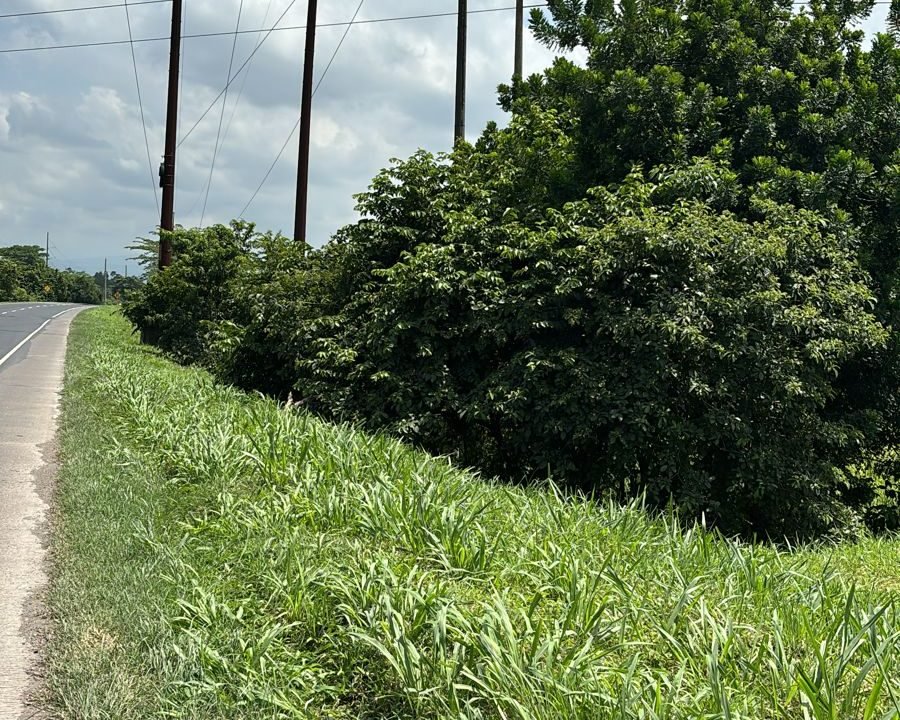 Terreno En Autopista A Puerto Quetzal Con 175m Sobre La Autopista (4)