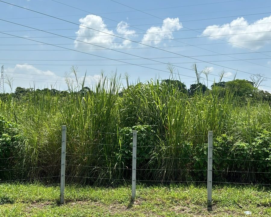 Terreno En Autopista A Puerto Quetzal Con 175m Sobre La Autopista (8)