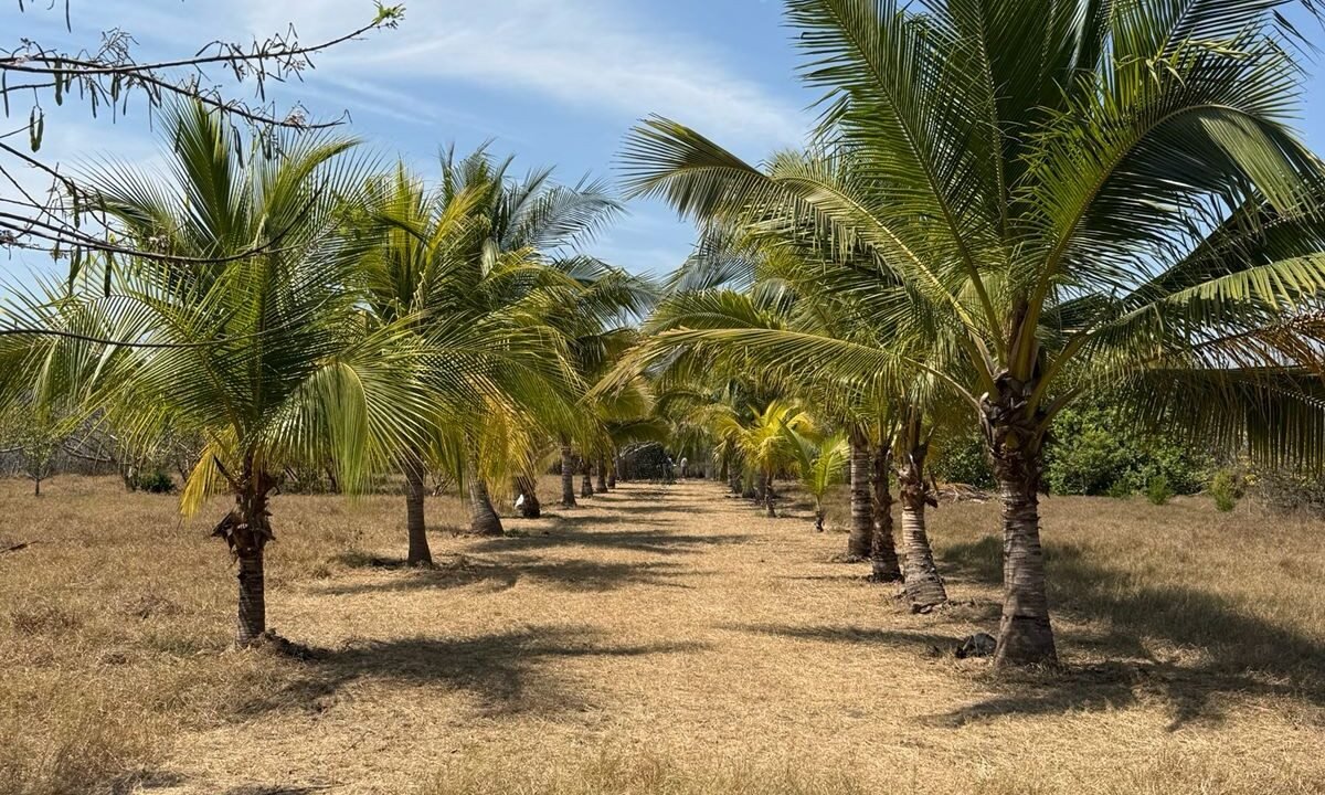 Terreno en Monterrico Grande Ideal para Desarrollo Inmobiliario Monterrico (2)2