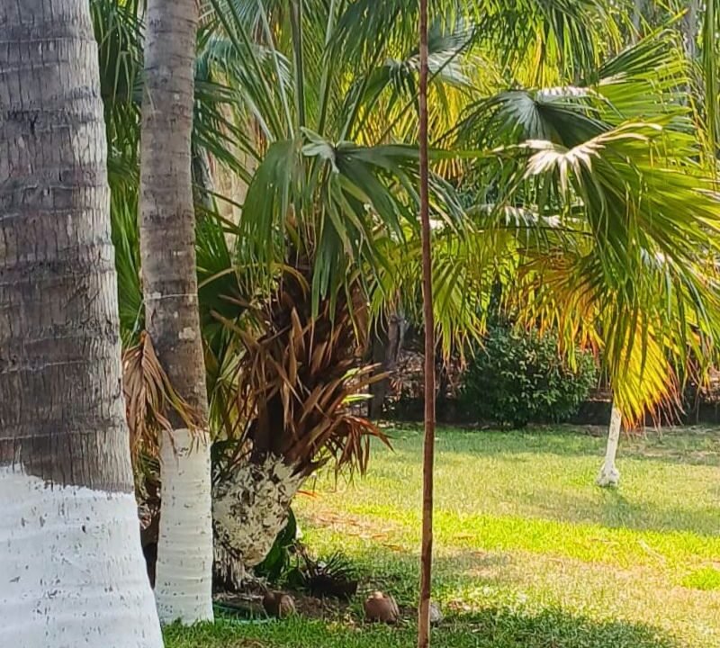 Terreno en Aldea El Conacaste Jardinizado Monterrico (3)