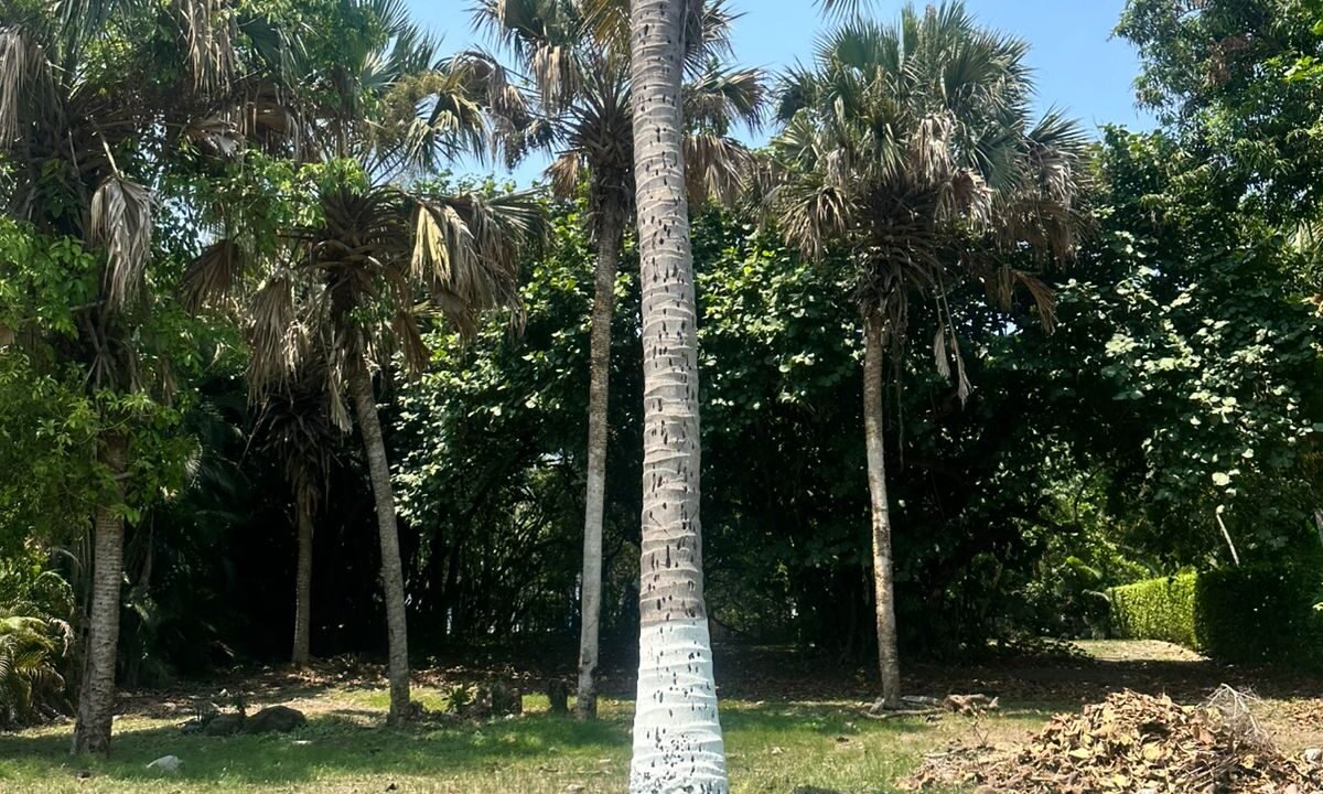 Terreno en Sea Side Buena Ubicación Con Título de Propiedad (2)