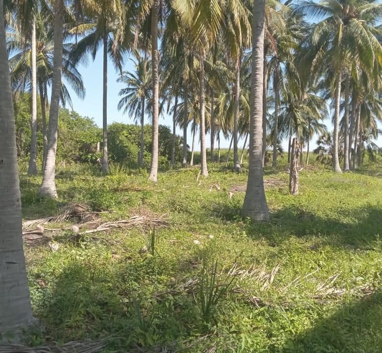 Terreno en Las Lisas Frente al Mar (2)